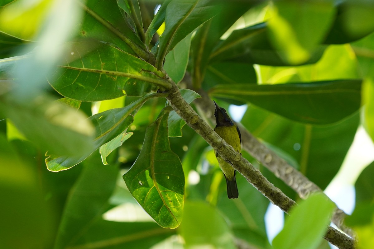 Brown-throated Sunbird - ML610761653