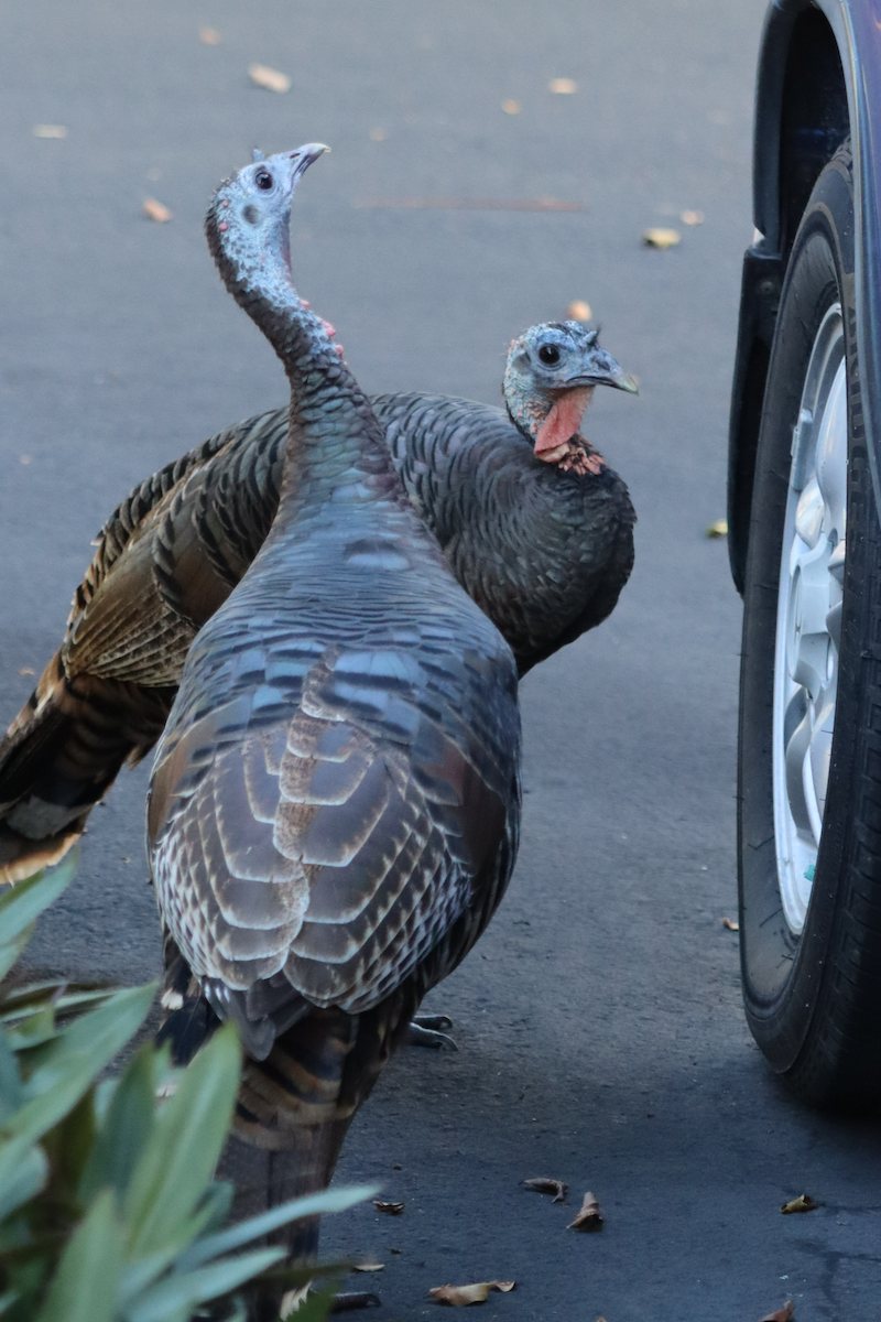 Wild Turkey - Jennifer Broadwater