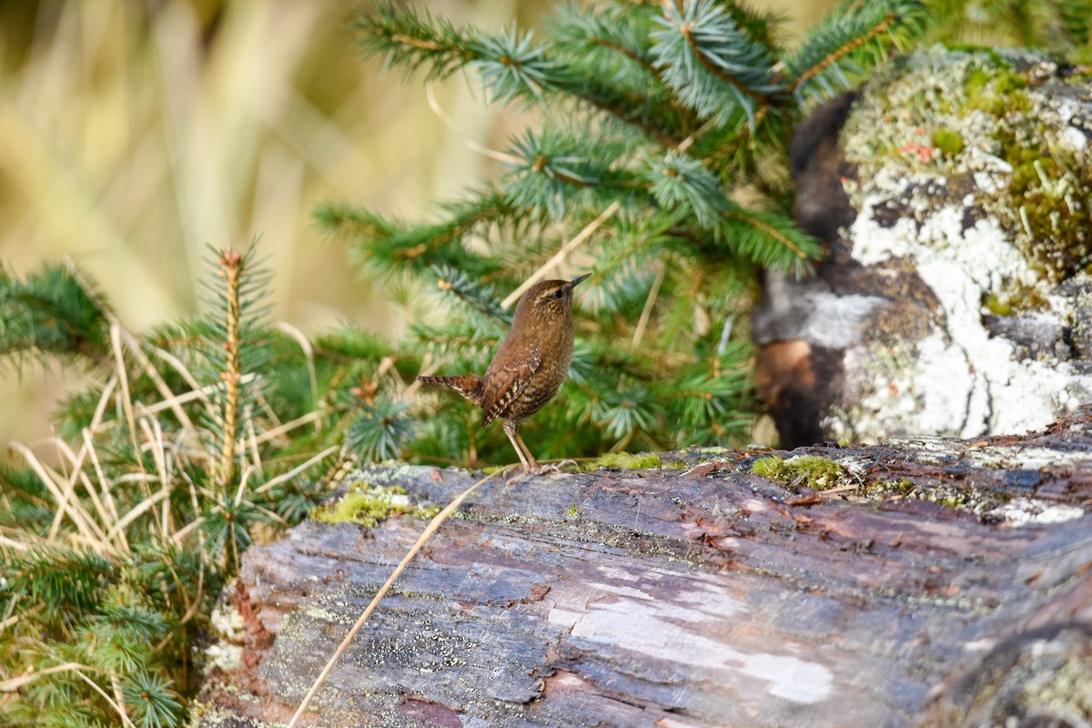 Pacific Wren - ML610761757