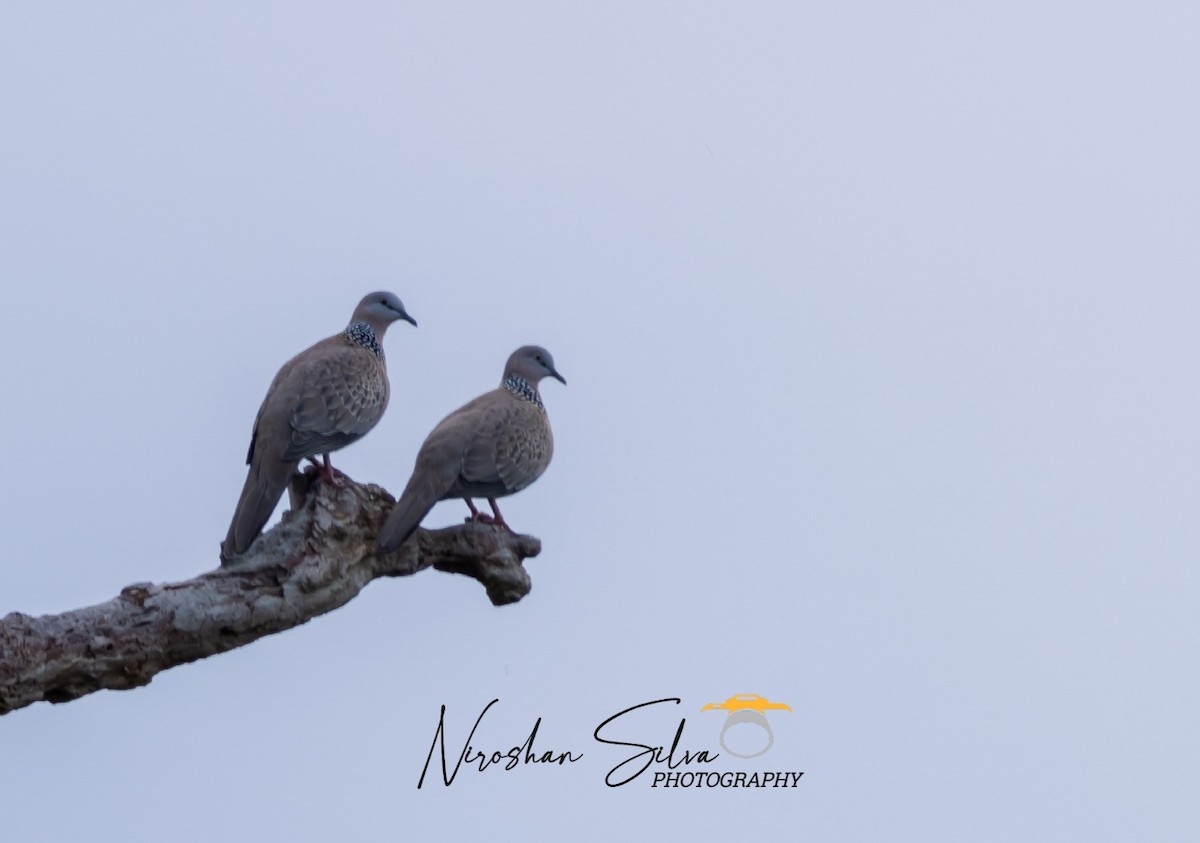 Spotted Dove - ML610761763