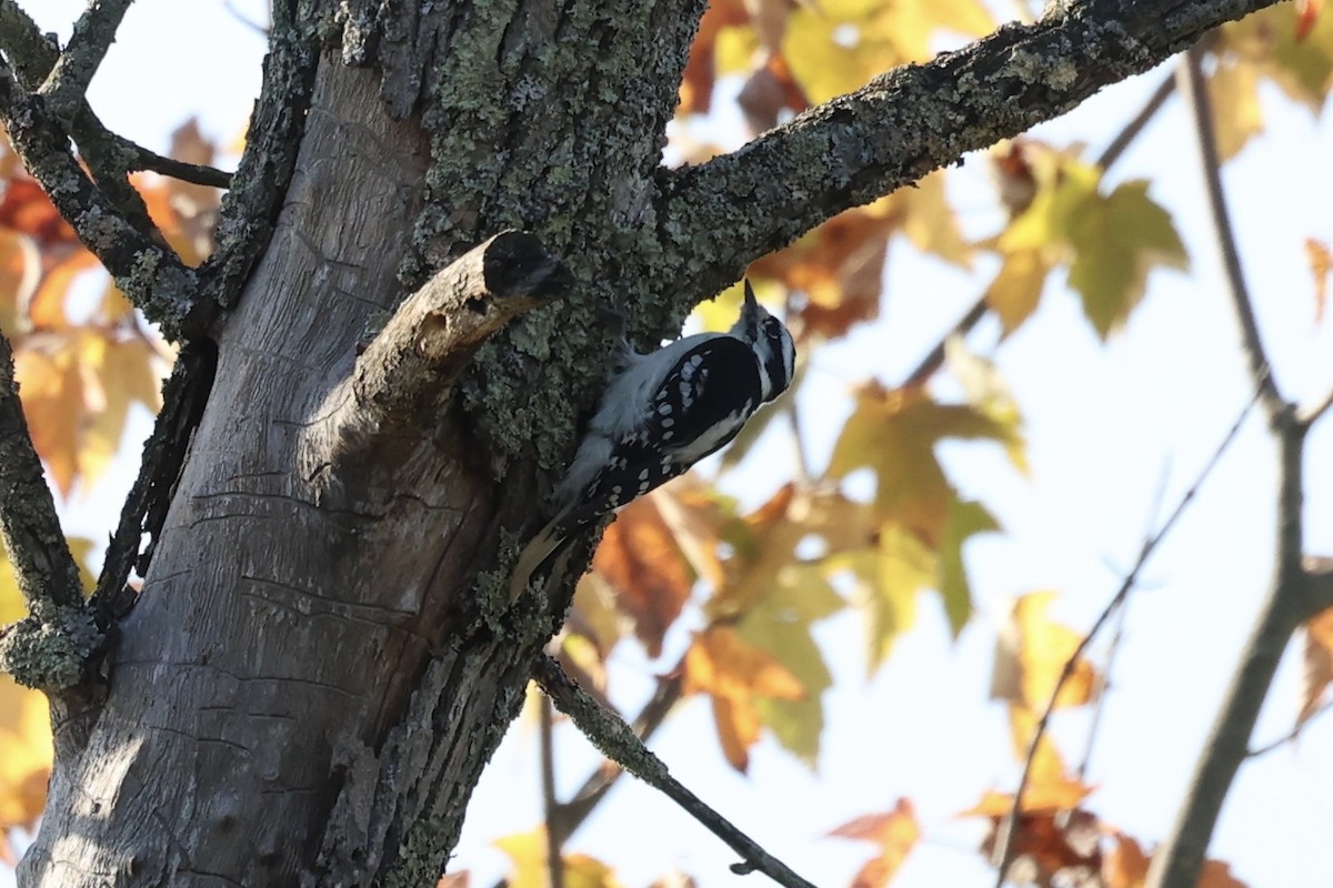 Downy Woodpecker - ML610761793