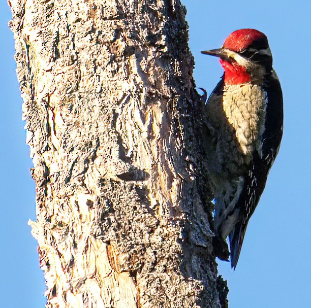 Pic à nuque rouge - ML610761833