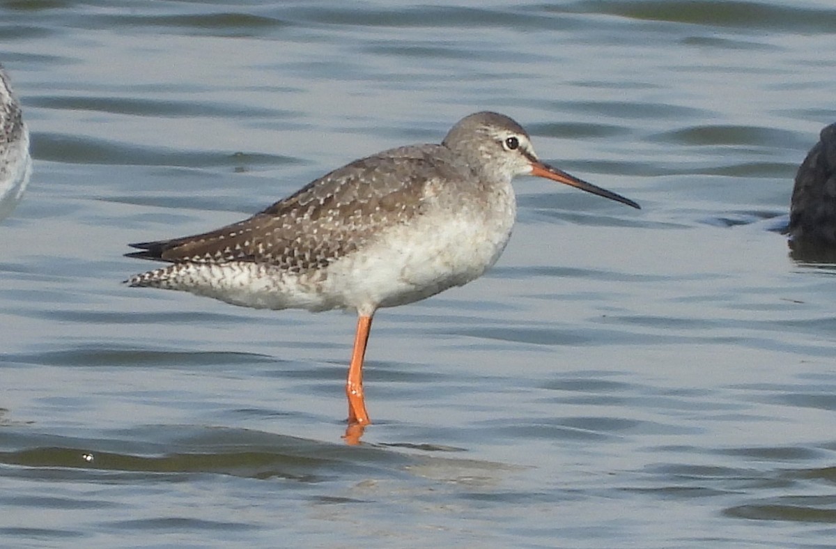 Spotted Redshank - Yoshio Akasaka