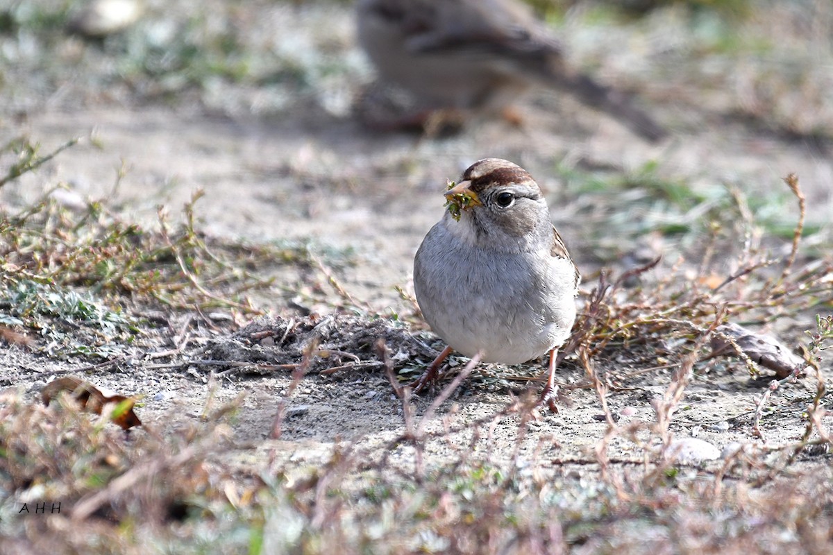 White-crowned Sparrow - ML610761886