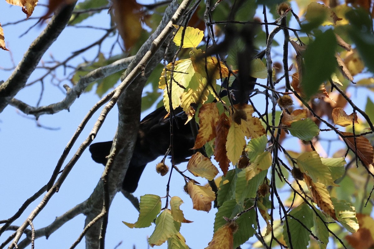 American Crow - ML610761968