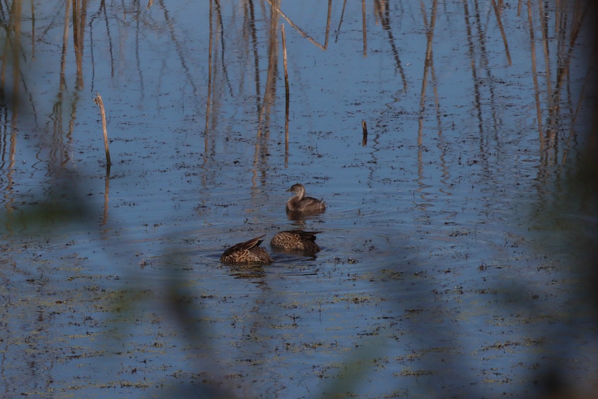 Pied-billed Grebe - ML610761996