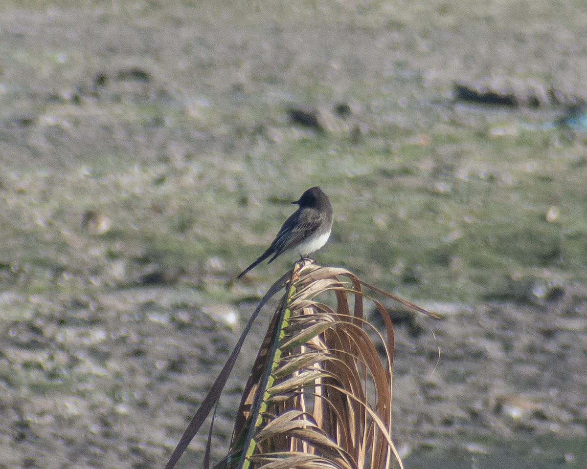 Black Phoebe - ML610762016