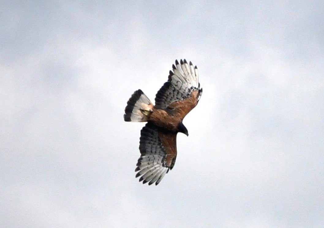 Black-and-chestnut Eagle - ML610762116