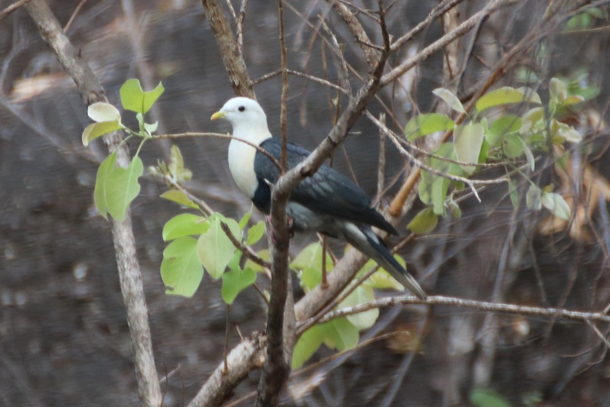 Black-banded Fruit-Dove - James Lambert