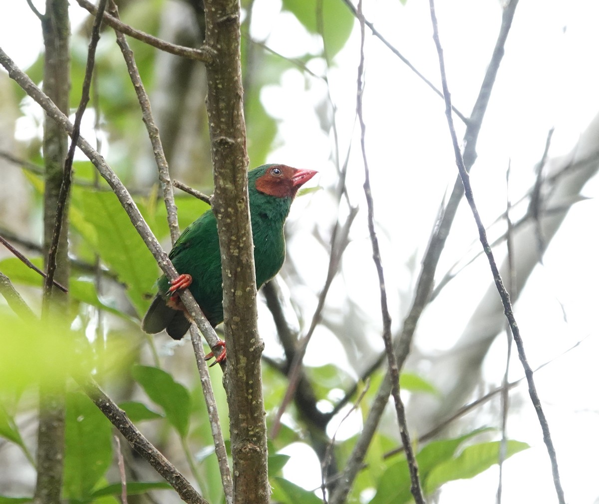 Grass-green Tanager - ML610762261