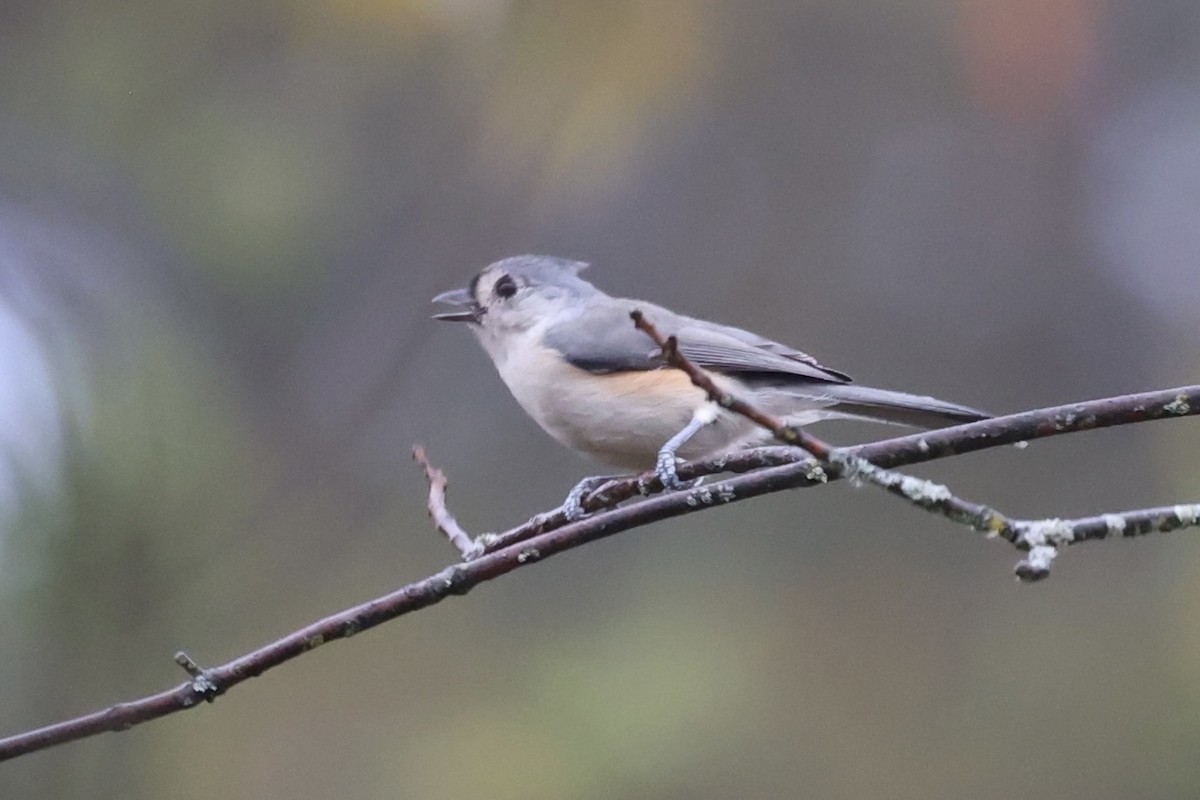 Mésange bicolore - ML610762300