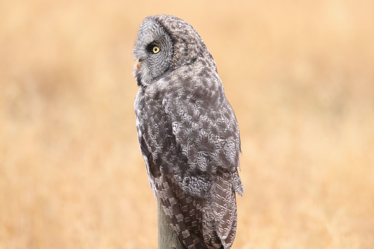 Great Gray Owl - ML610762305