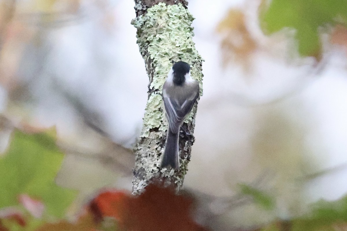 Black-capped Chickadee - ML610762326