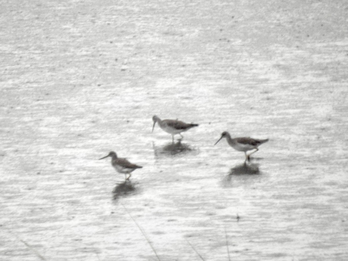 Greater Yellowlegs - ML610762328