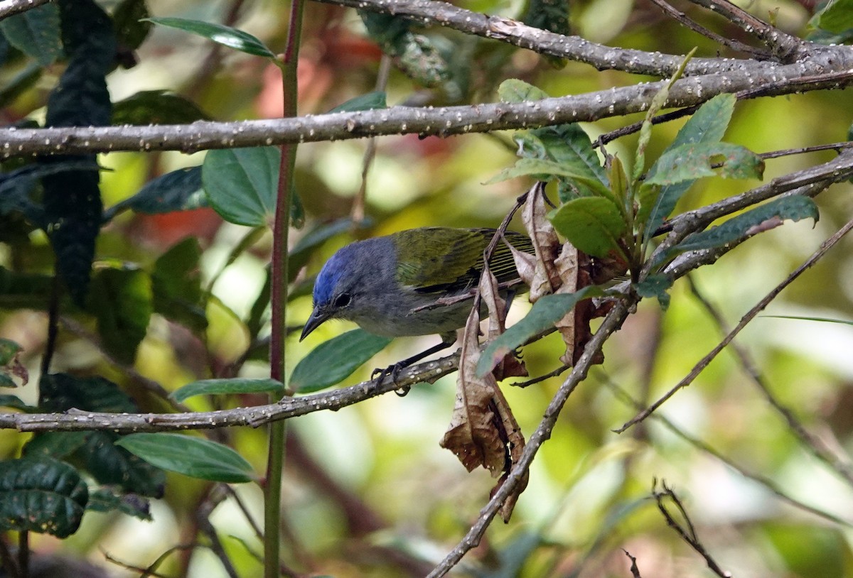 Capped Conebill - Daysy Vera Castro