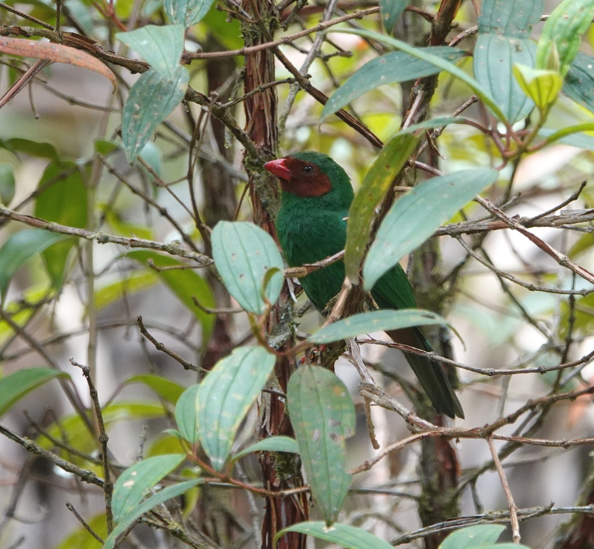 Grass-green Tanager - ML610762357