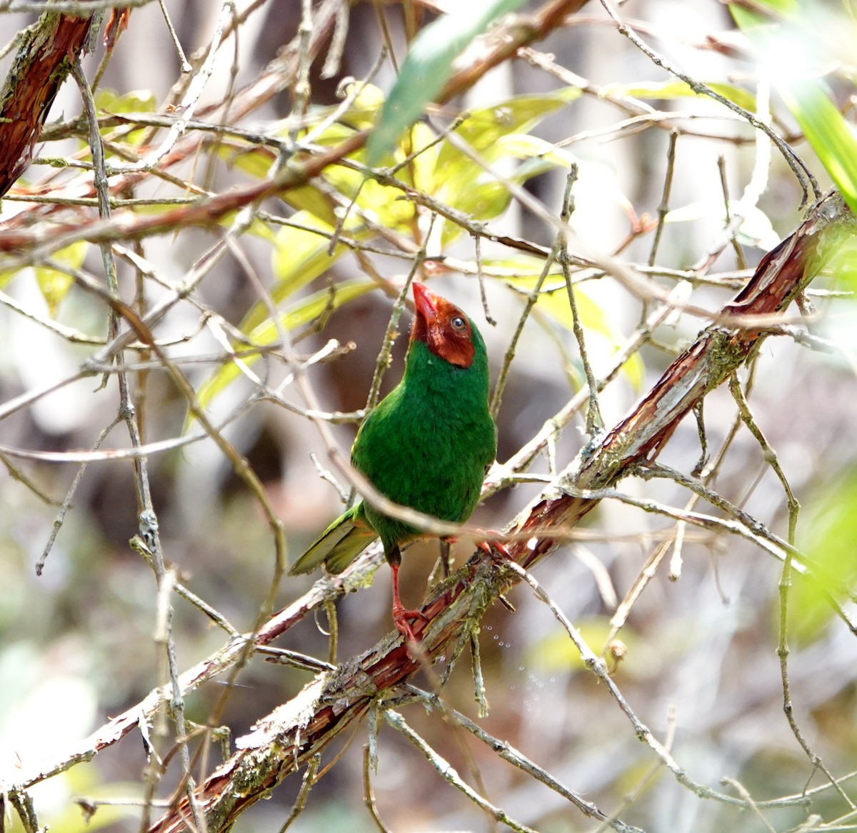 Grass-green Tanager - ML610762360