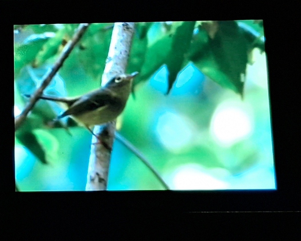 白眶鶲鶯 - ML610762370