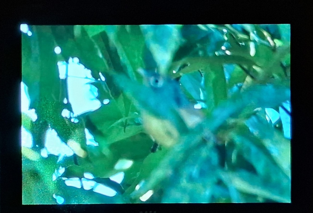 White-spectacled Warbler - ML610762371