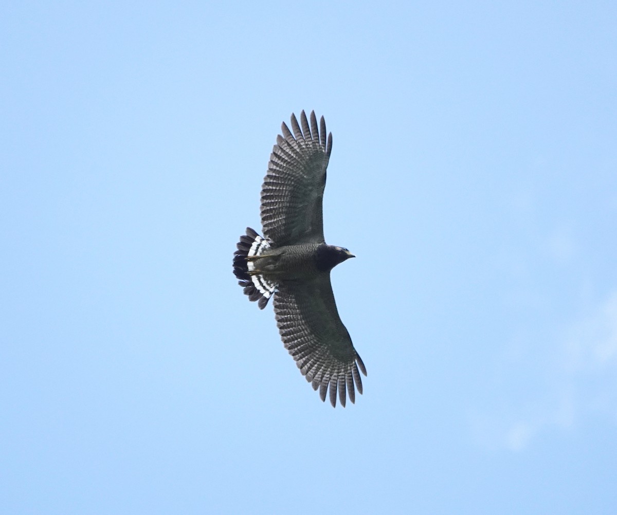 Barred Hawk - ML610762383