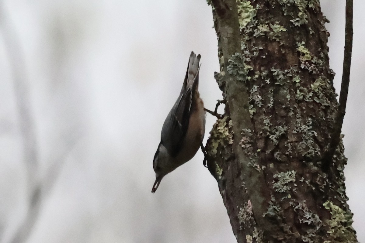 White-breasted Nuthatch - ML610762435