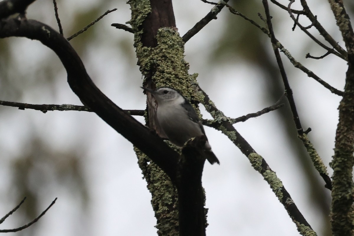 White-breasted Nuthatch - ML610762436