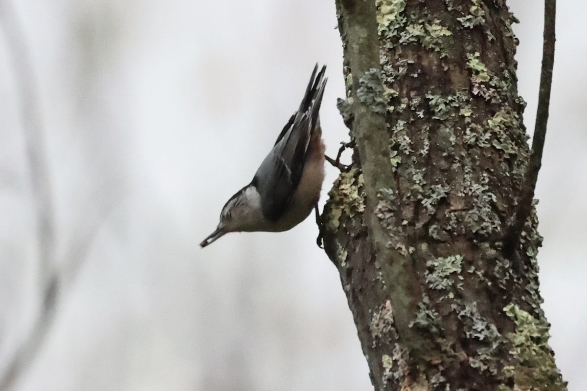 White-breasted Nuthatch - ML610762437
