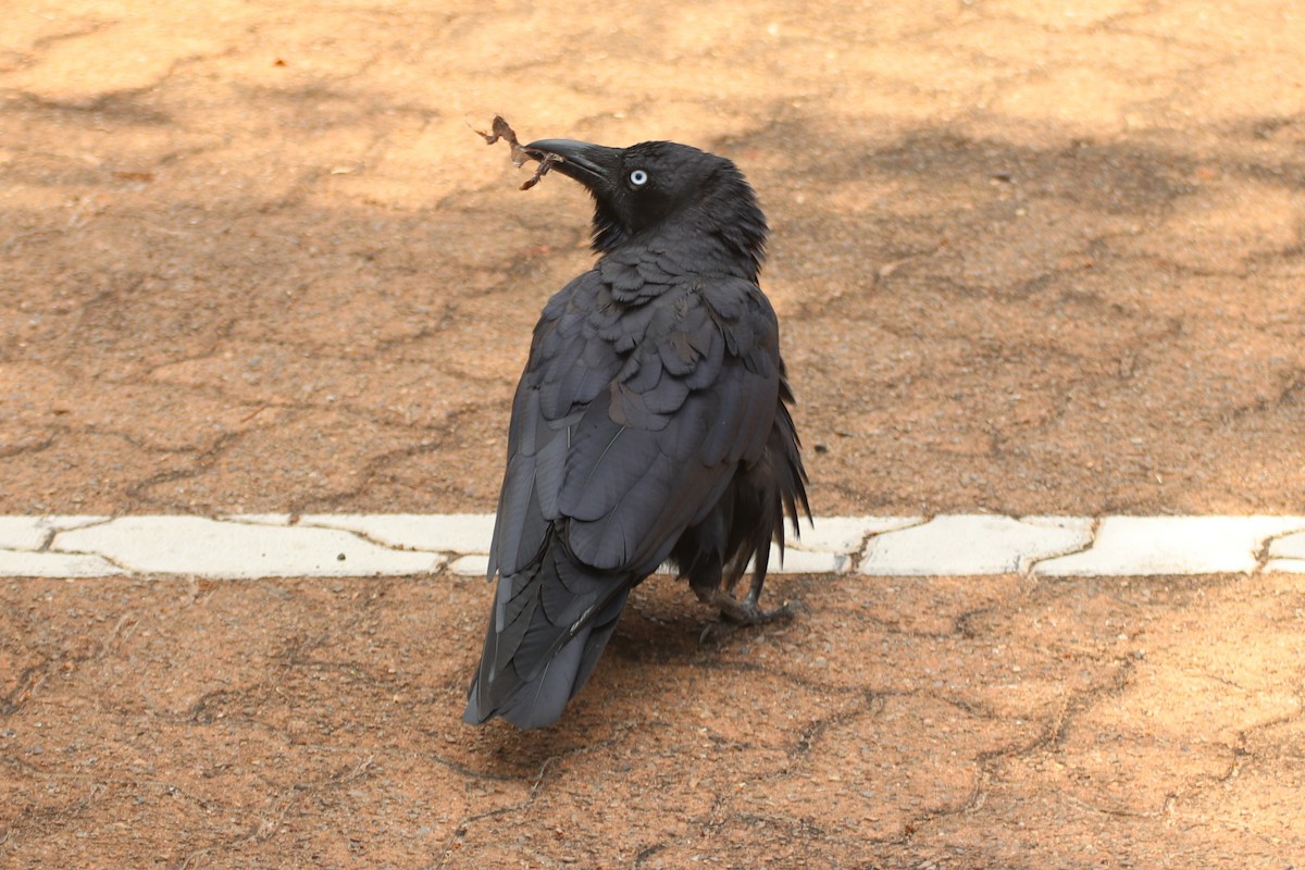 Torresian Crow - ML610762453