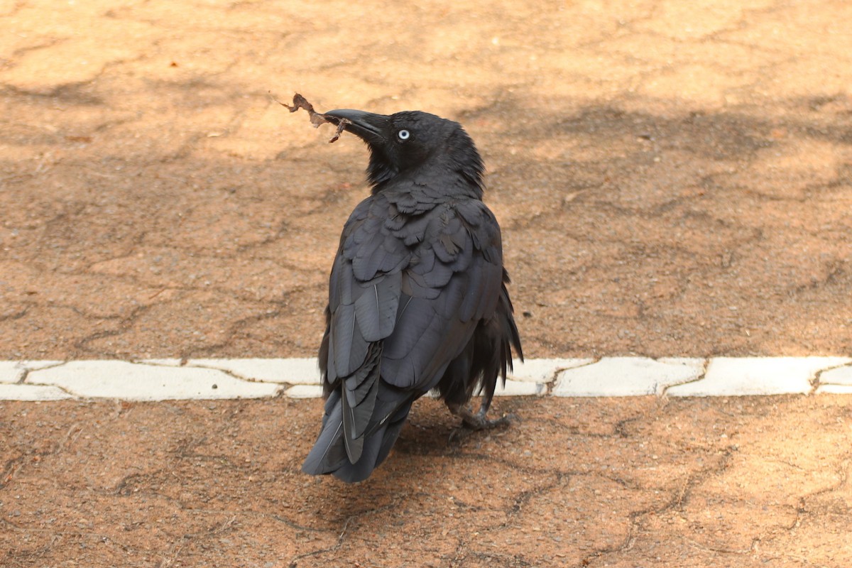 Torresian Crow - ML610762454