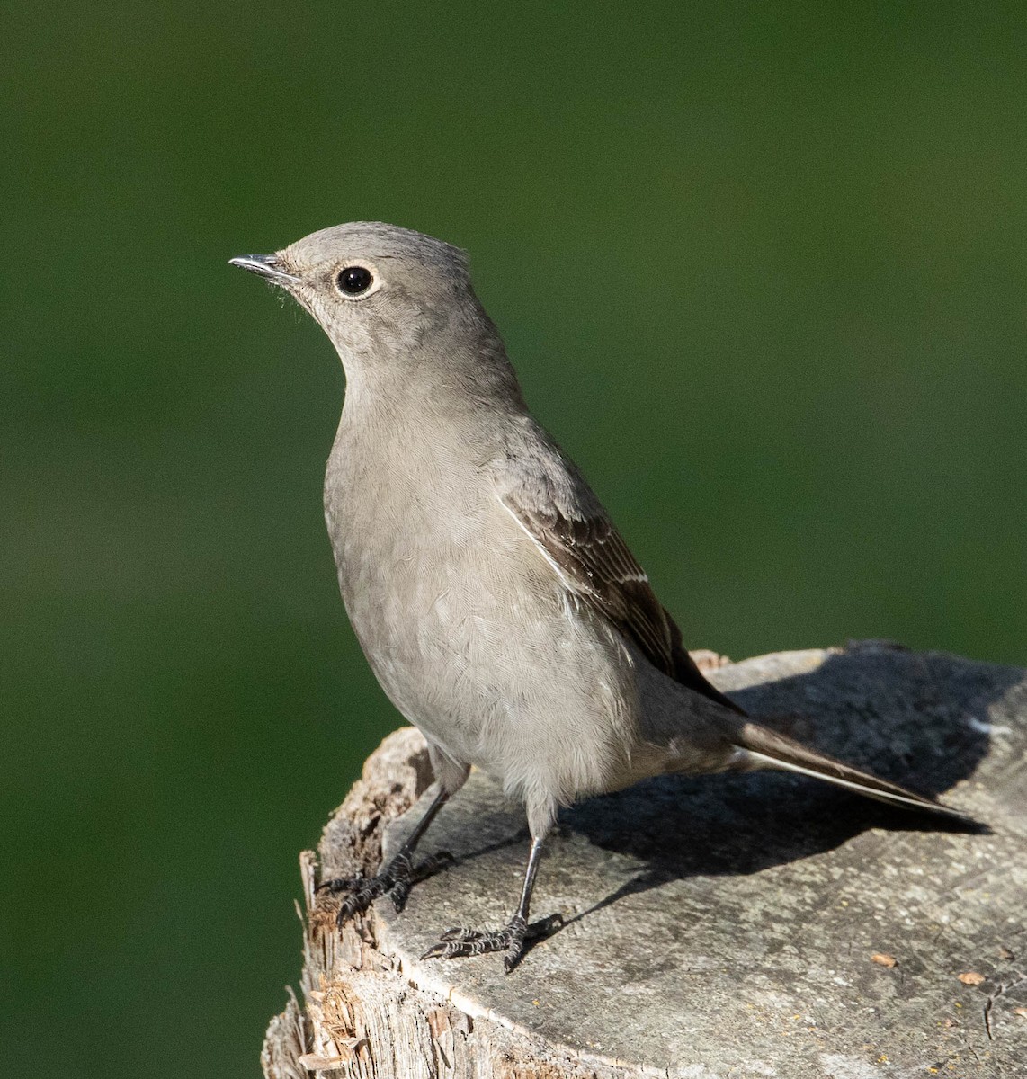 Townsend's Solitaire - Jonathan Ley