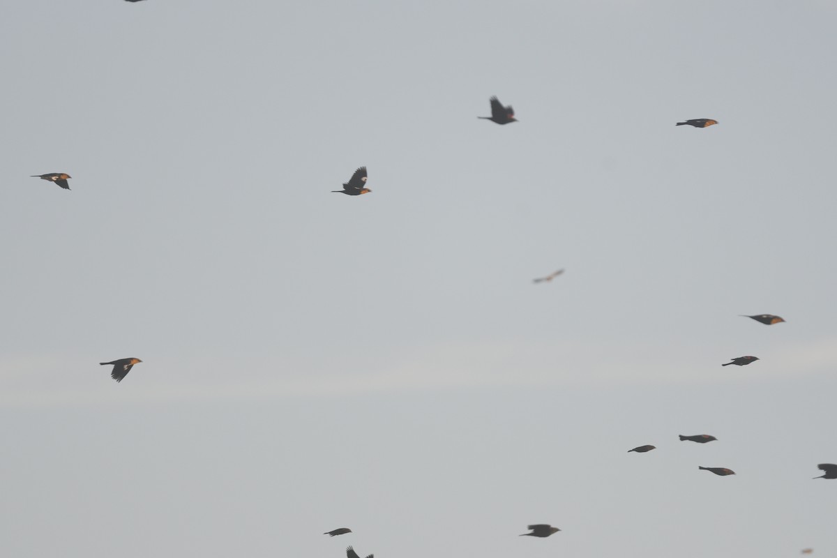blackbird sp. - ML610762550