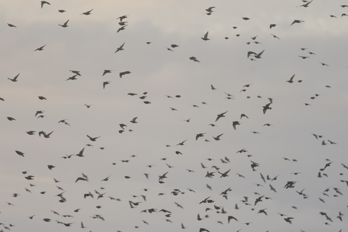 blackbird sp. - ML610762556