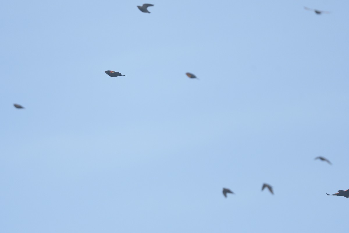 blackbird sp. - ML610762558