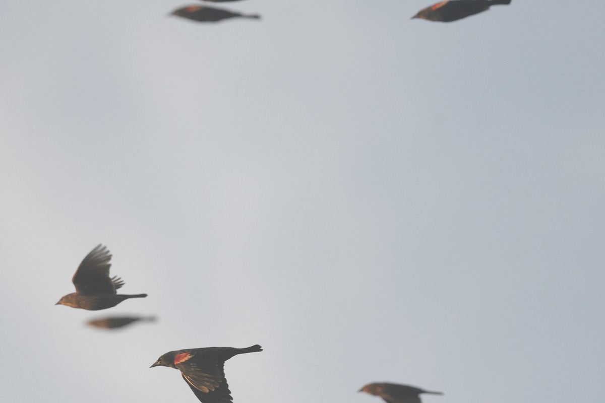 blackbird sp. - ML610762560