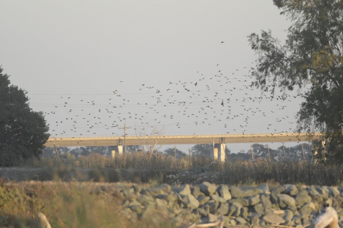 blackbird sp. - ML610762561
