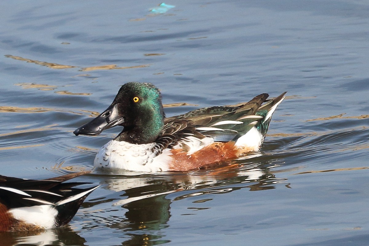 Northern Shoveler - ML610762573