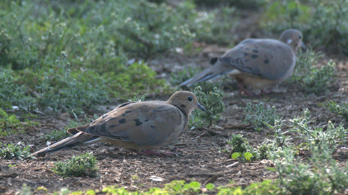 Mourning Dove - ML610762599