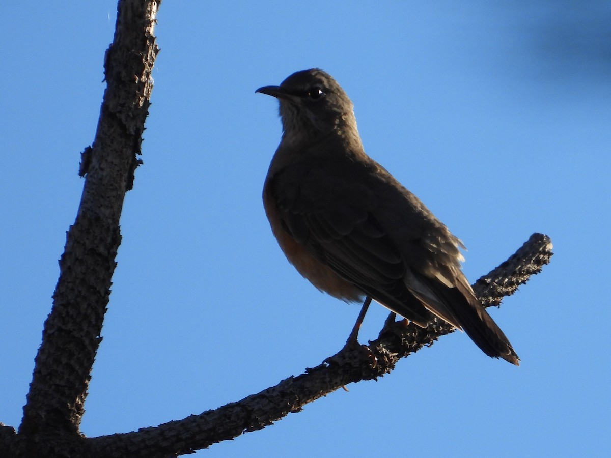 American Robin - ML610762651