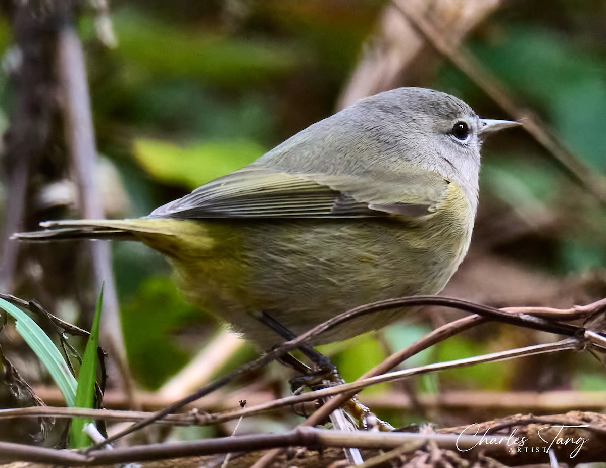 Orange-crowned Warbler - ML610762669