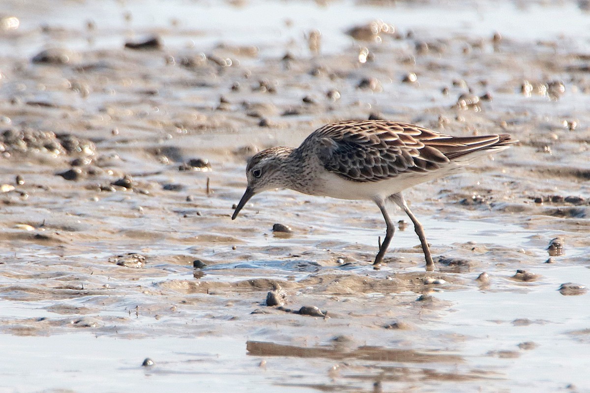 Sharp-tailed Sandpiper - ML610762726