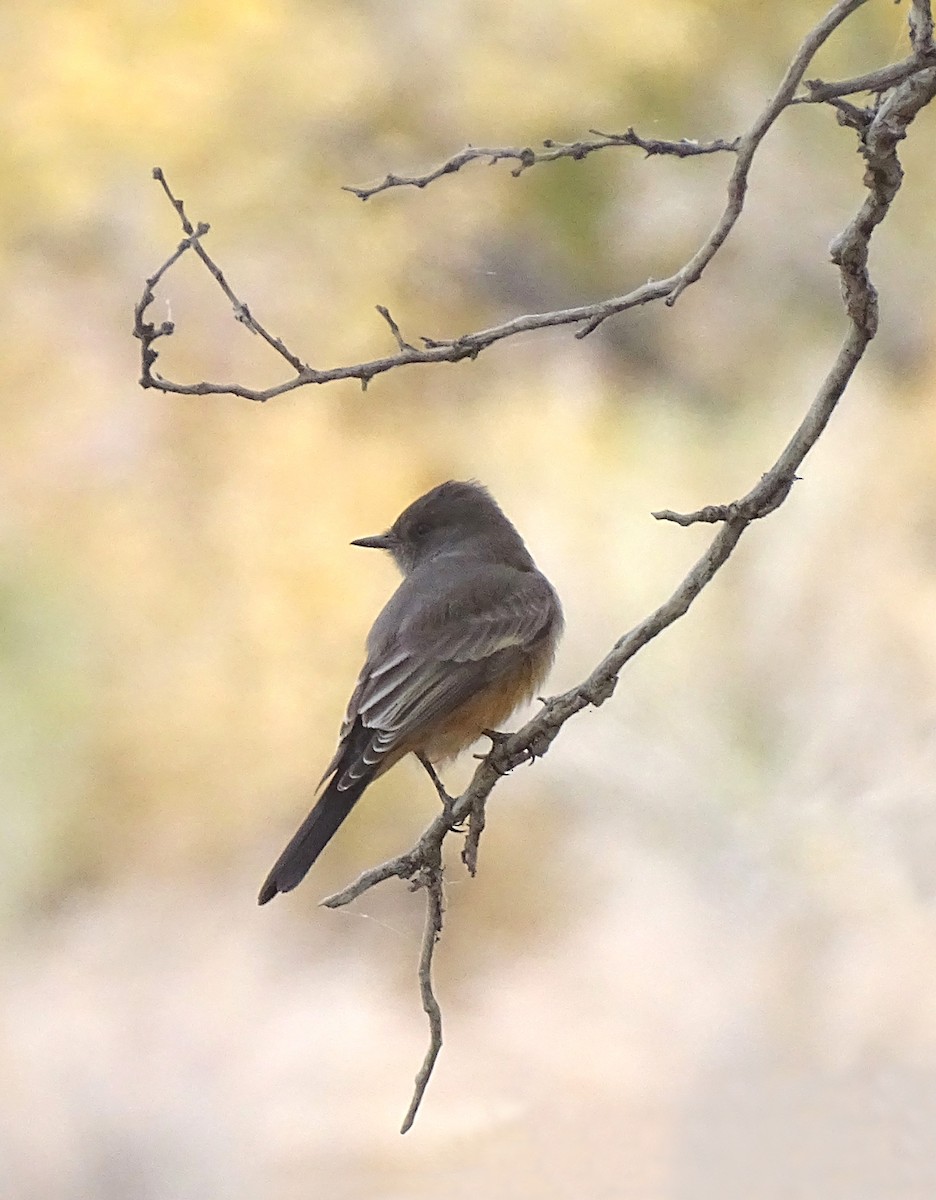 Say's Phoebe - Nancy Overholtz