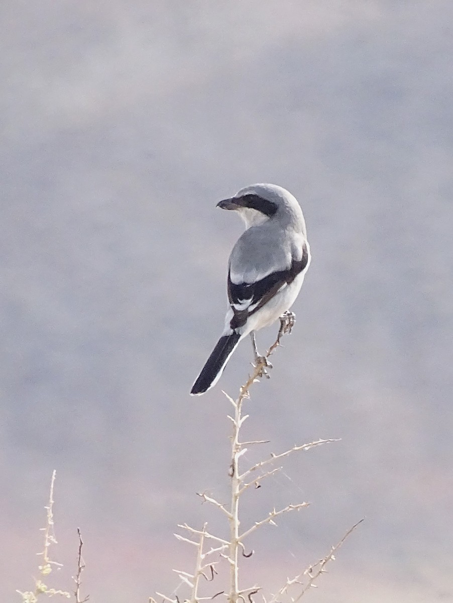 Loggerhead Shrike - Nancy Overholtz