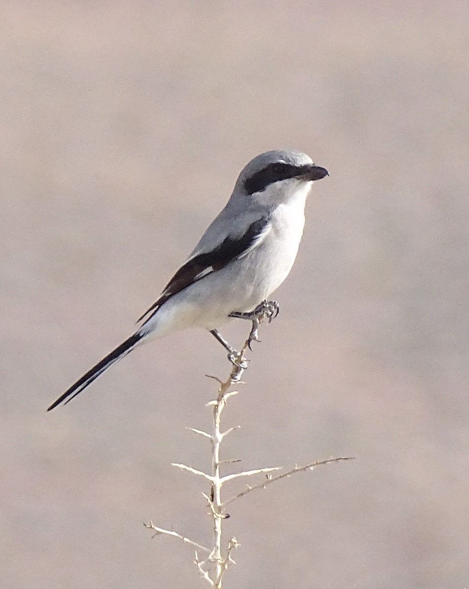 Loggerhead Shrike - Nancy Overholtz