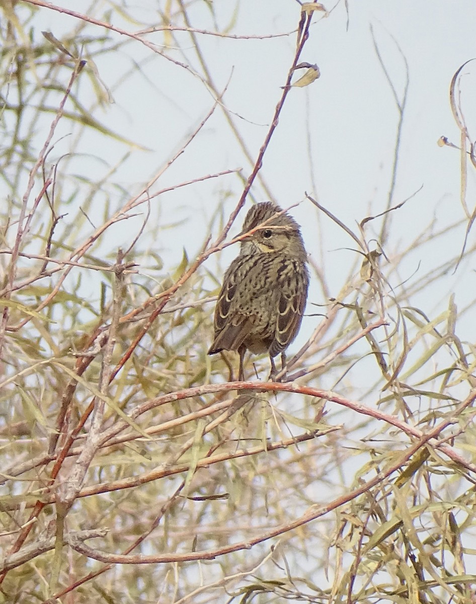 Lincoln's Sparrow - ML610762793