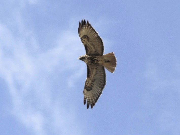 Red-tailed Hawk - ML610763081