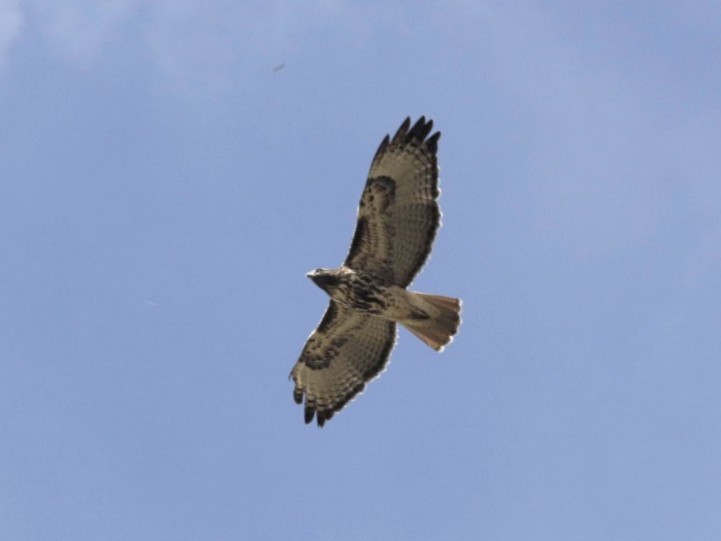 Red-tailed Hawk - ML610763082