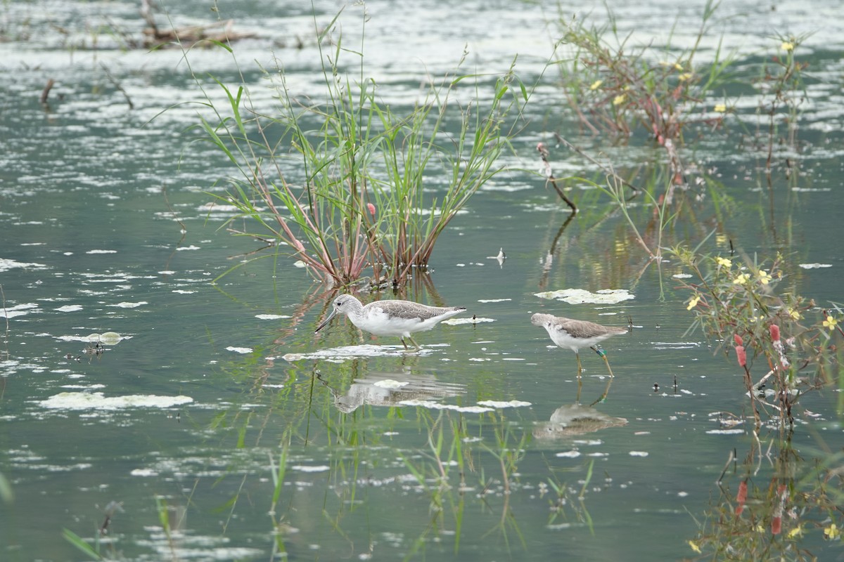 Common Greenshank - ML610763150