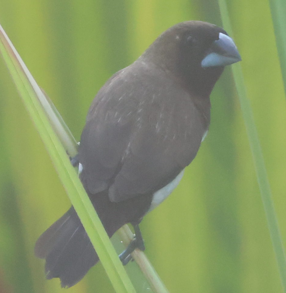 Javan Munia - Singapore Stringers