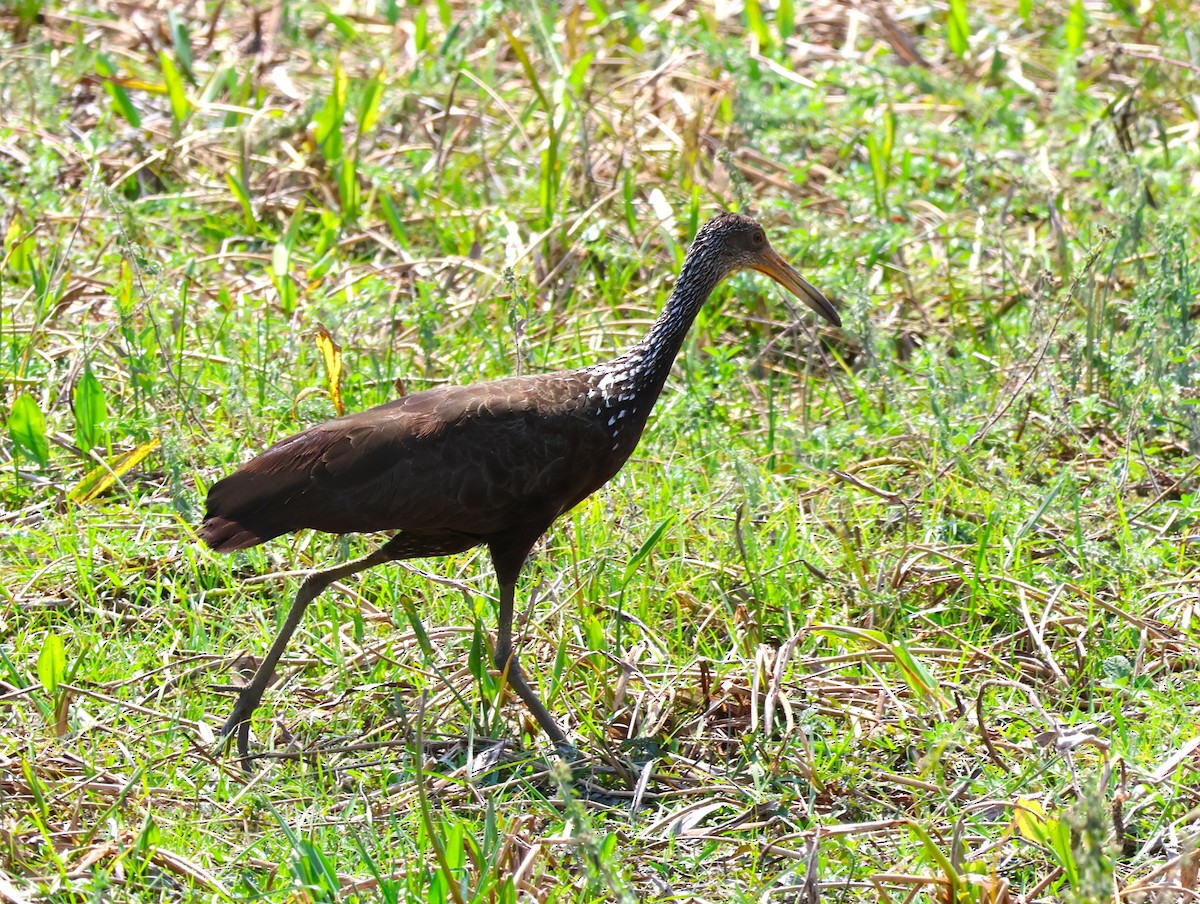 Limpkin - Joan Baker