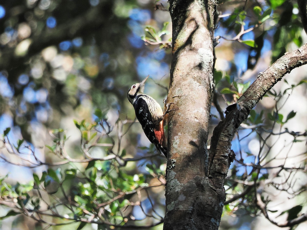 White-backed Woodpecker - ML610763440